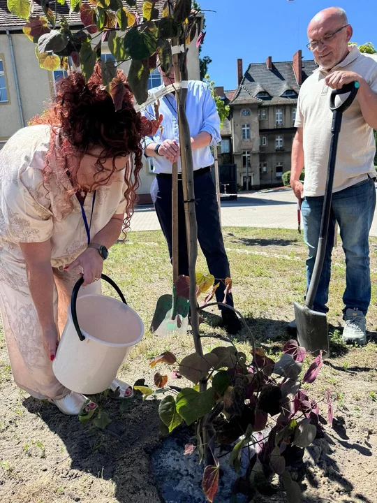 Ogród terapeutyczny w szpitalu