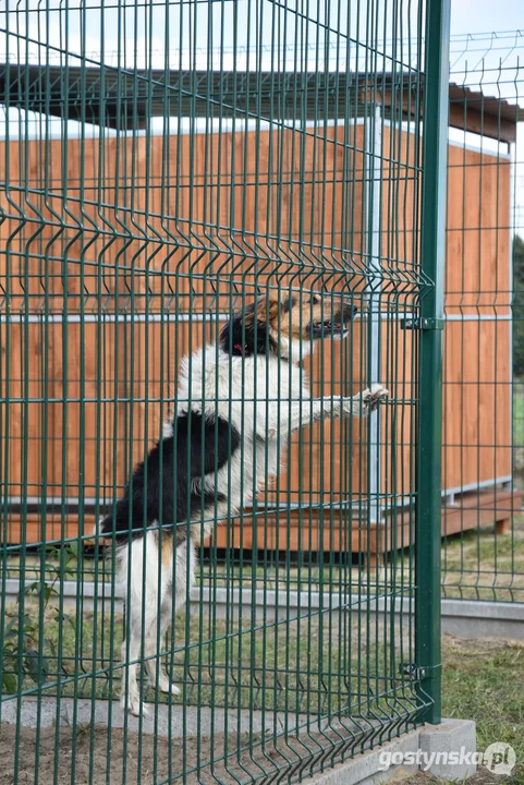 Rozbudowane przytulisko dla psów w Poniecu