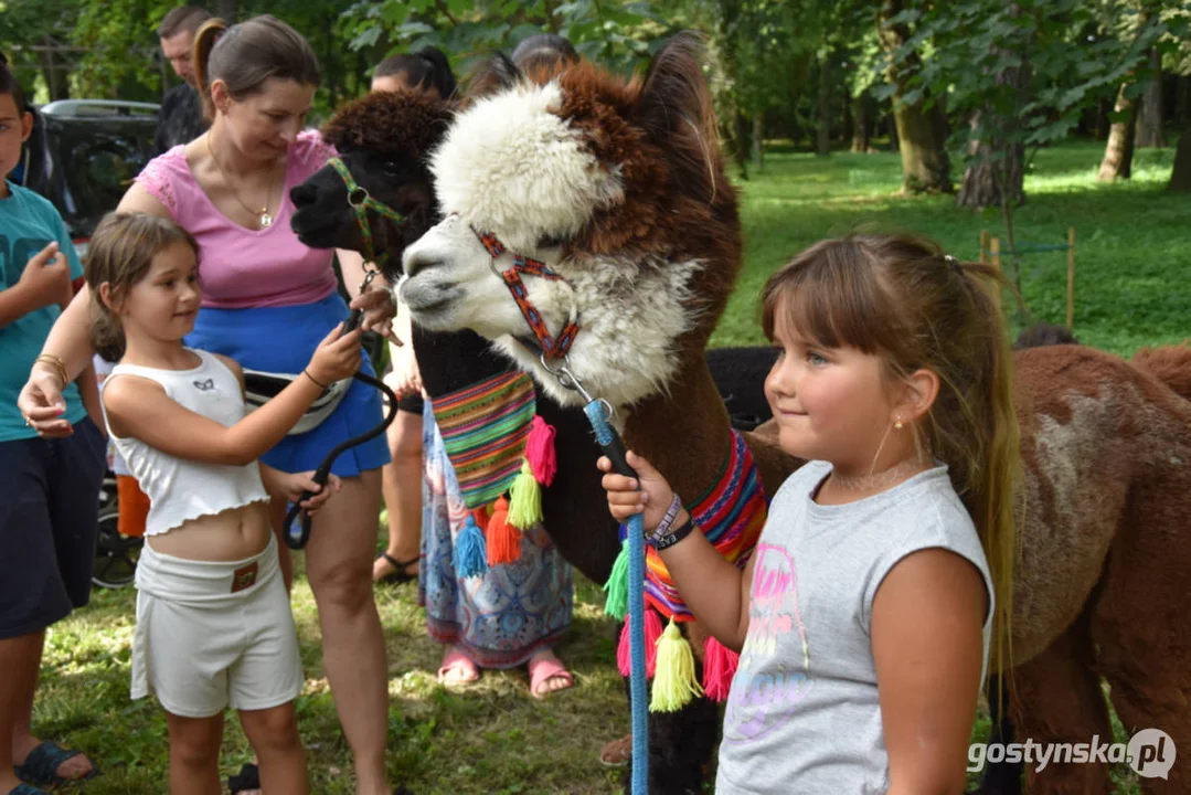 Rodzinny piknik w Pogorzeli - z alpakami i kamykami