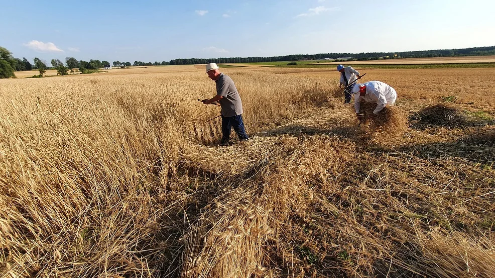 W Jedlcu zorganizowano wyjątkowe żniwa