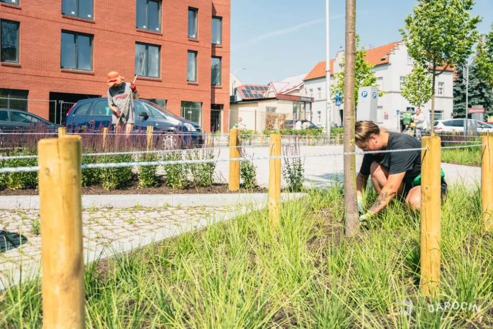 Przetarg na utrzymanie i pielęgnację zieleni w części śródmieścia Jarocina