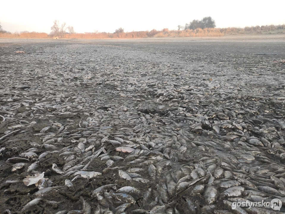 W stawie w Żytowiecku znaleziono kilka ton martwych ryb