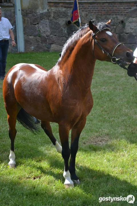 Rokosowo Horse Show 20224 - Konie i Powozy na Zamku Wielkopolskim w Rokosowie