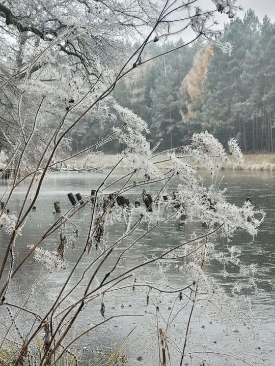Mroźny listopadowy dzień w lesie