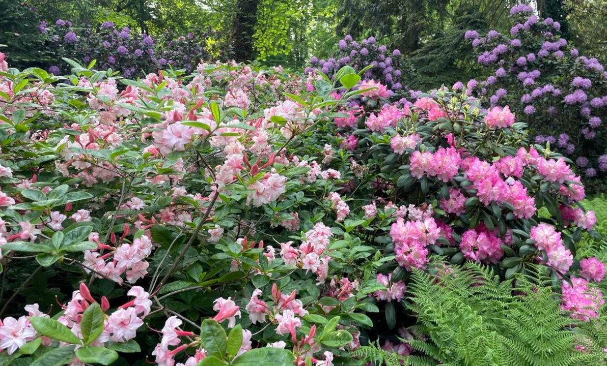 Obłędne rododendrony i magnolie w Arboretum Kórnickim [DUŻO ZDJĘĆ] - Zdjęcie główne