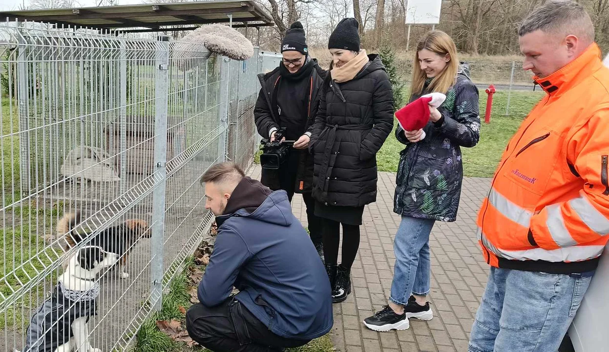 "Paka dla bezdomnego zwierzaka" zakończona [FOTO i FILM] - Zdjęcie główne