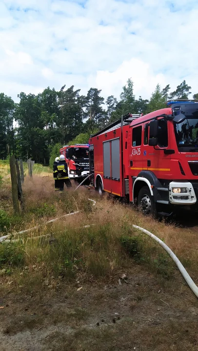 Pożar w podgostyńskim lesie