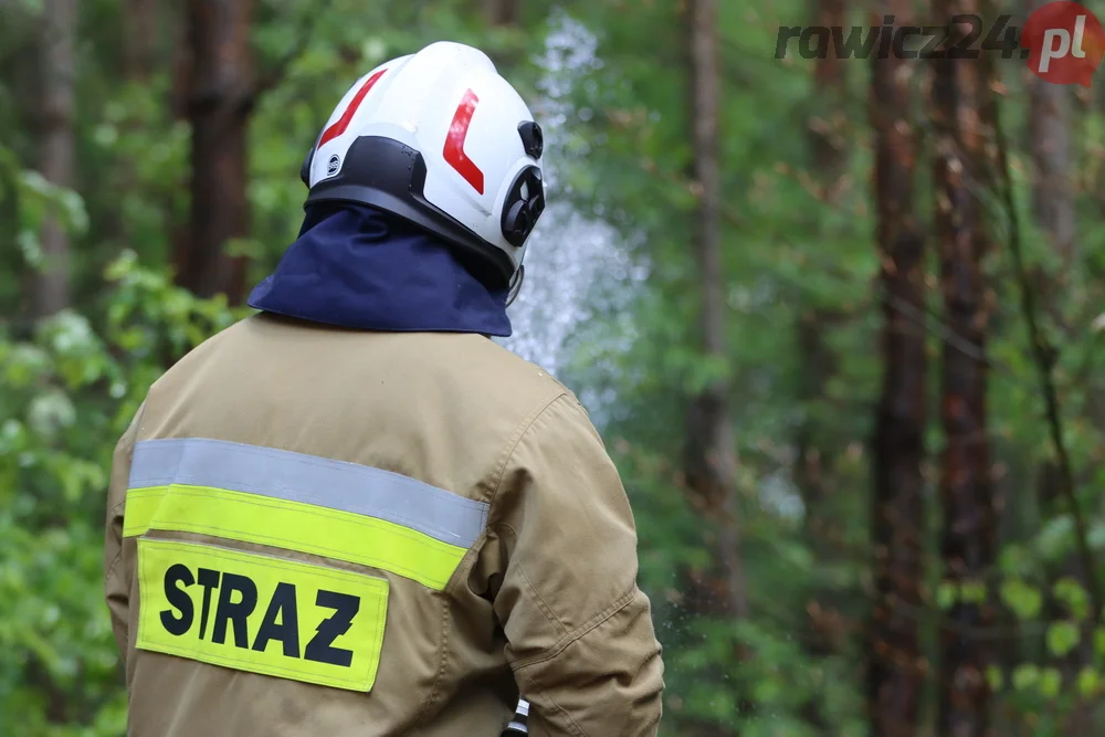 Pożar w lesie pomiędzy Zieloną Wsią a Dębnem Polskim