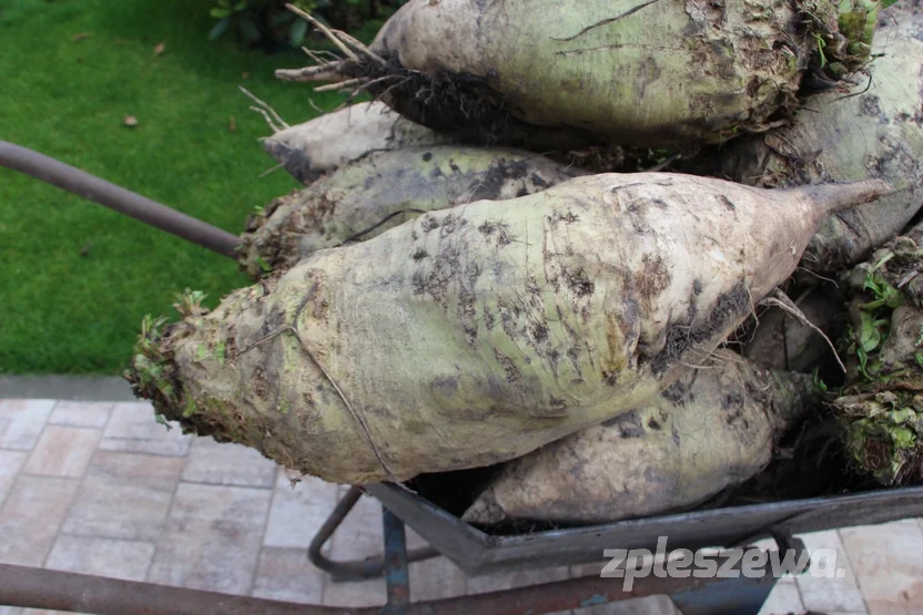 Pleszewianin wyhodował gigantyczne buraki