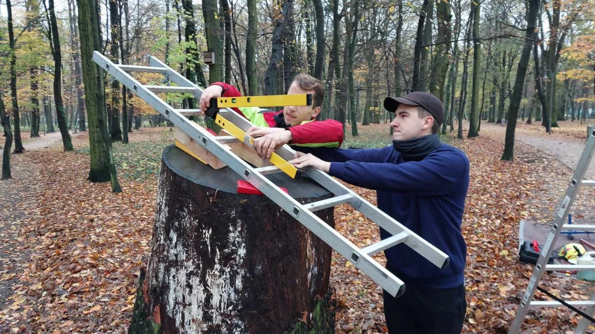 Zaznaczą ważne dla Jarocina daty na pniu dębu w parku Radolińskich [ZDJĘCIA] - Zdjęcie główne