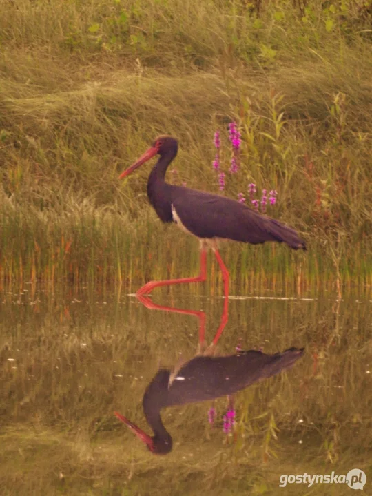 Bocian czarny (Ciconia nigra) – skryty mieszkaniec naszych lasów
