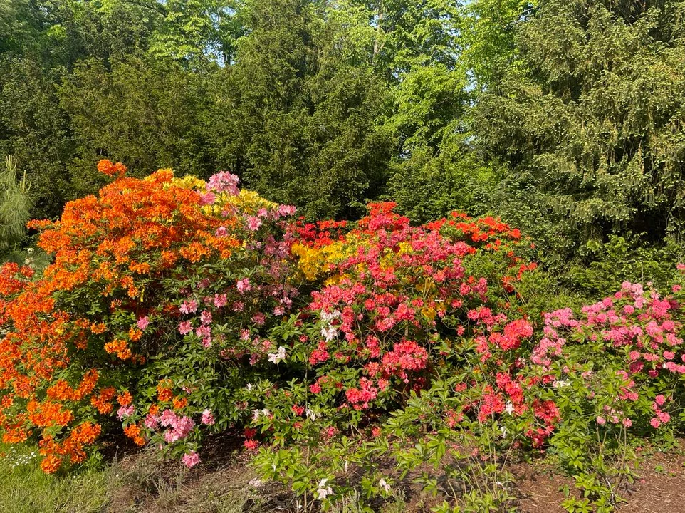 Arboretum Kórnickie