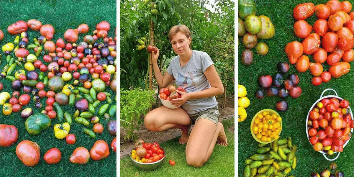 Chcesz mieć pyszne, zdrowe i piękne pomidory z własnego ogrodu? Zacznij już teraz - Zdjęcie główne