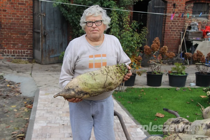 Pleszewianin wyhodował gigantyczne buraki