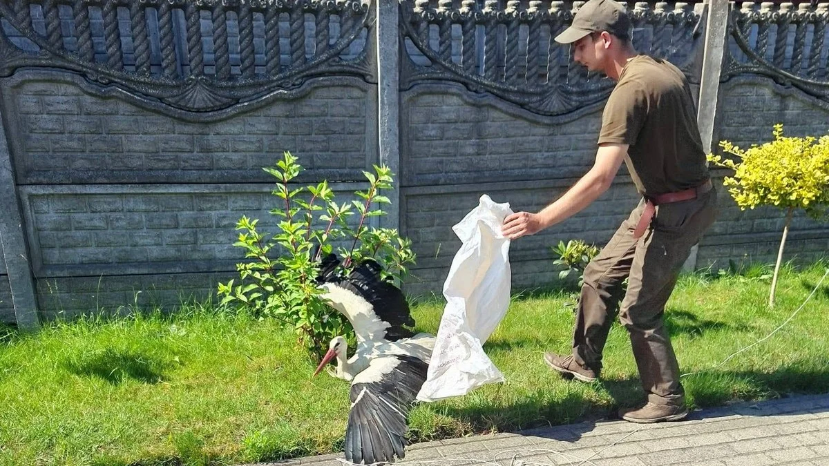 Ruszyli na pomoc bocianowi
