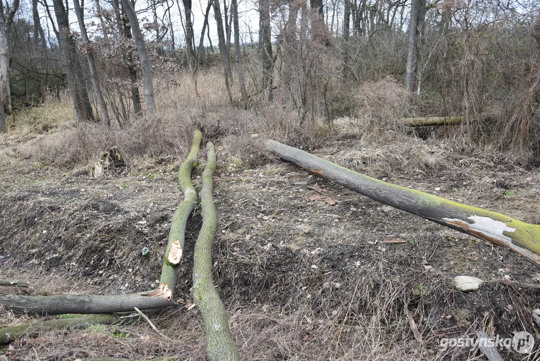 Zderzenie szynobusu relacji Ostrów Wlkp. - Leszno z drzewem