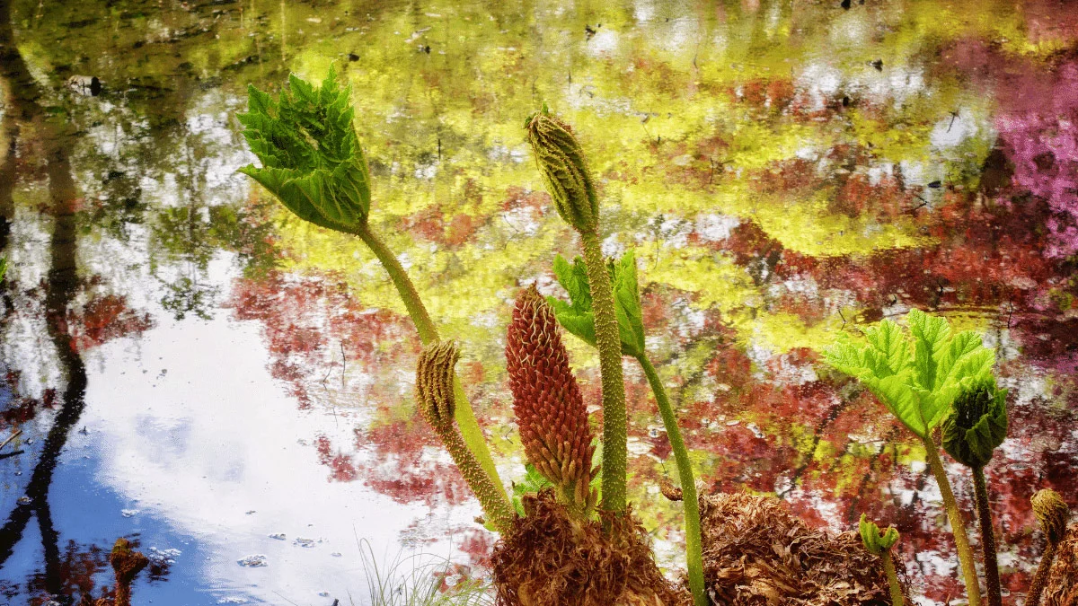 Gunnera olbrzymia lubi wilgoć