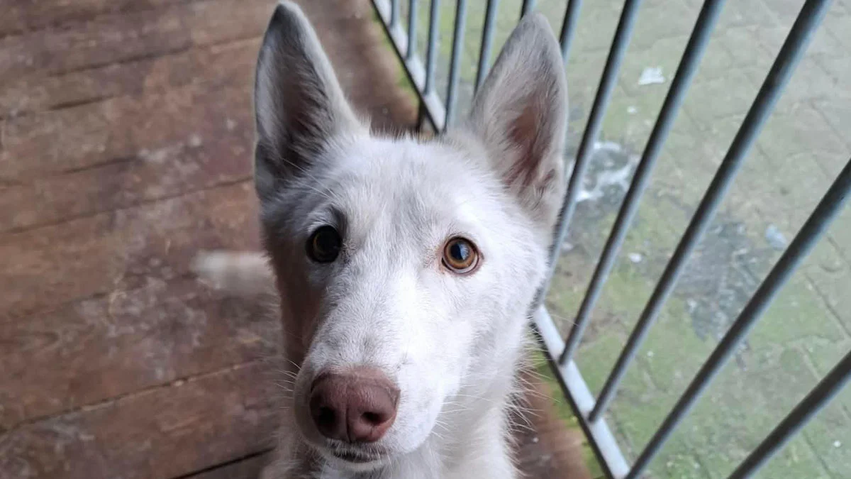 O psie, który został porzucony w wigilię