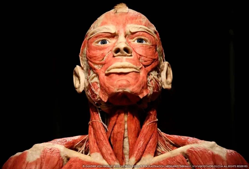 Niesamowita wystawa Body Worlds w Poznaniu przedłużona. Do kiedy?