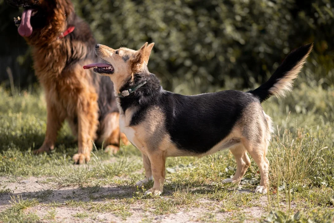 Zwierzęta w przytulisku dla psów w Krobia