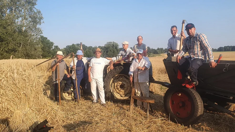 W Jedlcu zorganizowano wyjątkowe żniwa