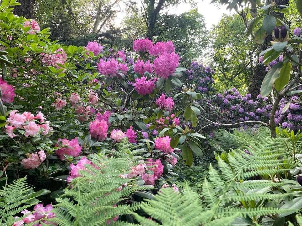 Arboretum Kórnickie