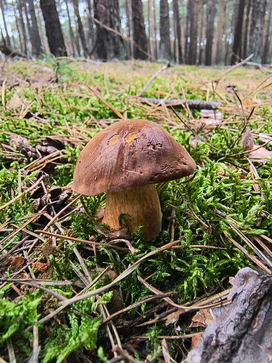 Grzybobranie w Nadleśnictwie Jarocin