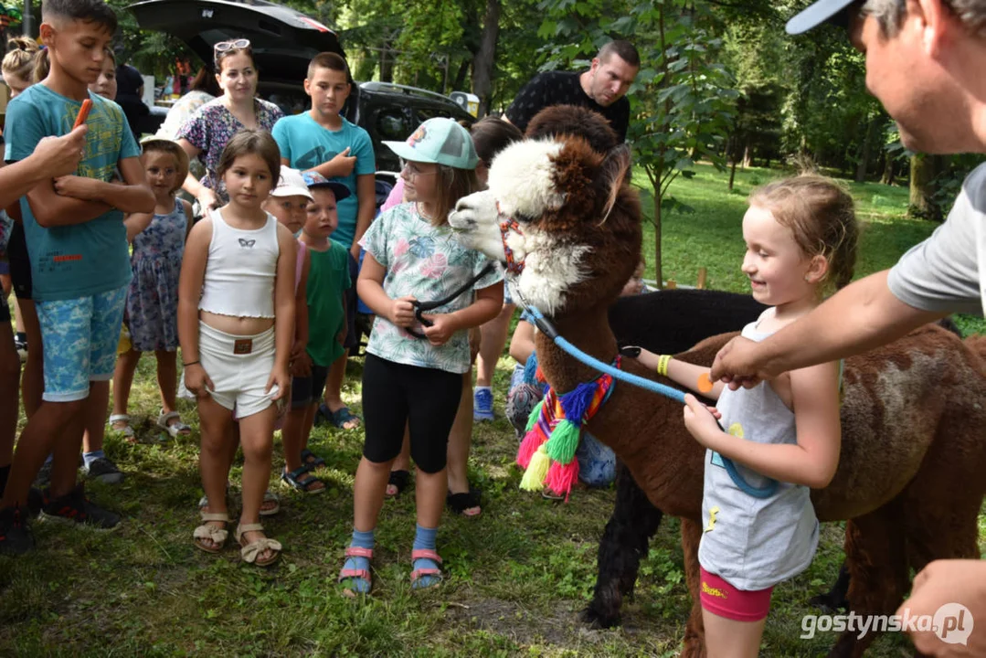 Rodzinny piknik w Pogorzeli - z alpakami i kamykami