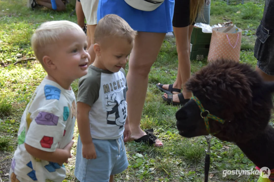 Rodzinny piknik w Pogorzeli - z alpakami i kamykami