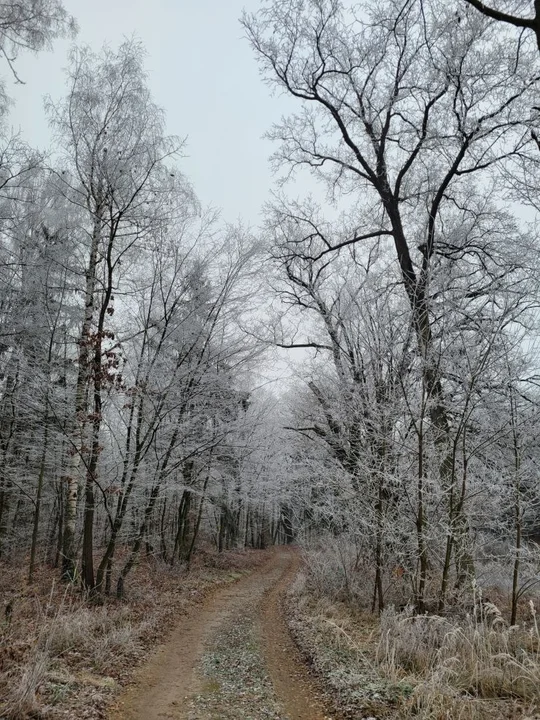 Mroźny listopadowy dzień w lesie