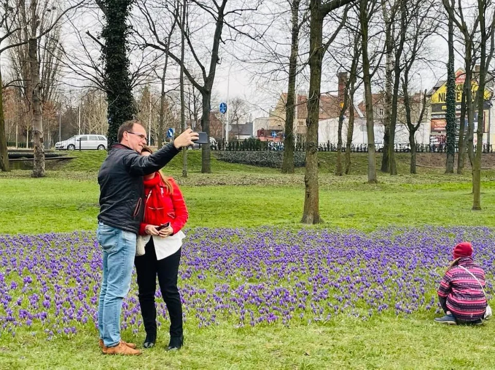 Tłumy w Parku Radlińskich w Jarocinie