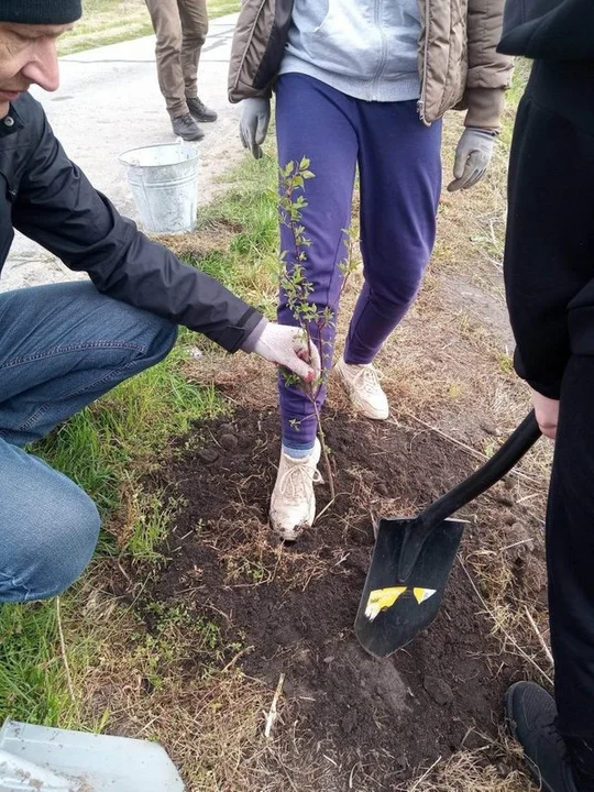 Akcja sadzenia drzew w gminie Krotoszyn