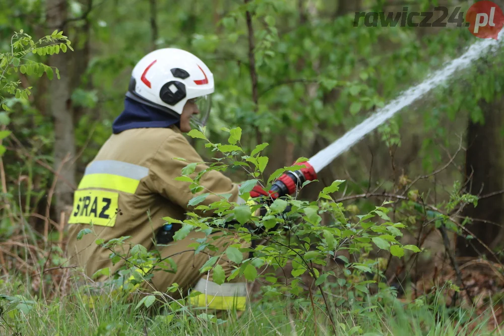 Pożar w lesie pomiędzy Zieloną Wsią a Dębnem Polskim