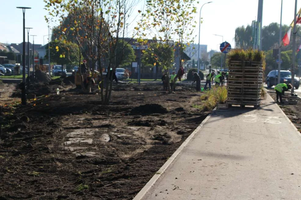 Nasadzenie zieleni w centrum Jarocina