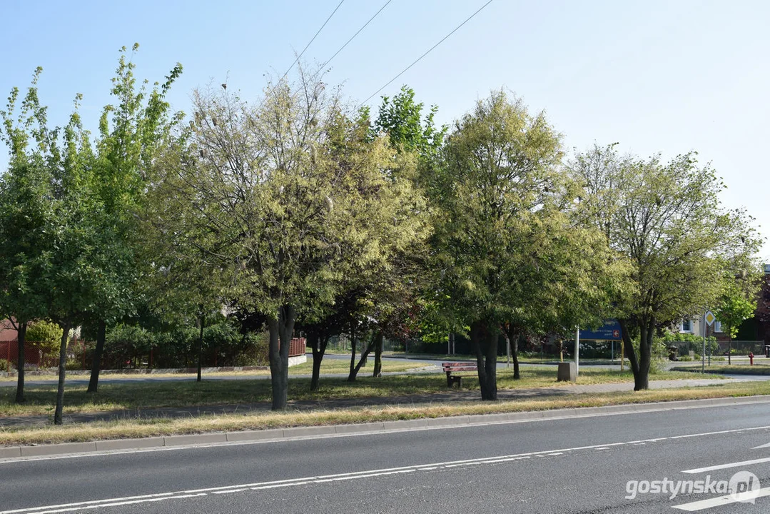 Kokony - oprzędy i gąsienice na lipach w Gostyniu