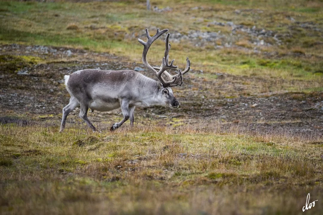 Wyprawa pleszewian na Spitsbergen