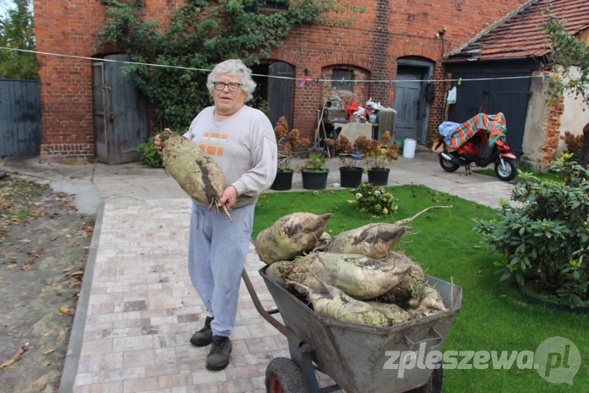 Pleszewianin wyhodował gigantyczne buraki