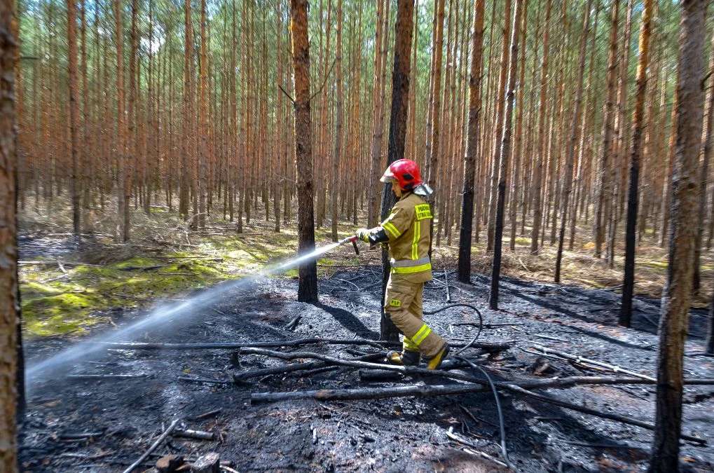 Pożary lasów w gminie Jarocin