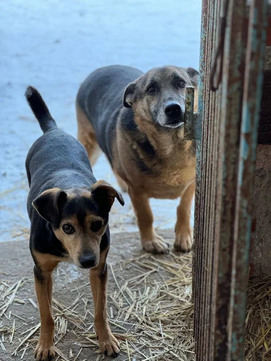 Zima i mrozy w schronisku dla zwierząt w Radlinie