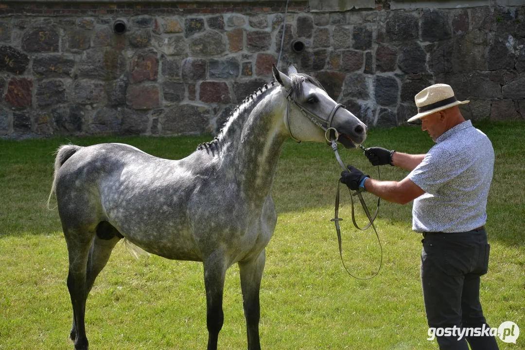 Rokosowo Horse Show 20224 - Konie i Powozy na Zamku Wielkopolskim w Rokosowie