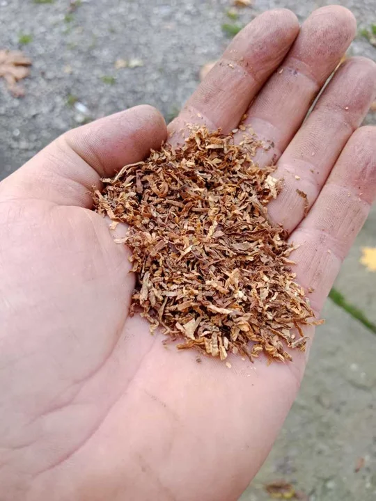 Blisko tona wyrobów tytoniowych bez polskich znaków akcyzy