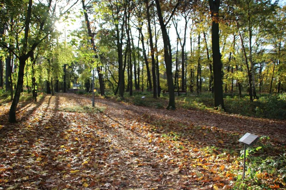 Lasek Szubianki w Jarocinie wyrózniony w konkursie Towarzystwa Urbanistów Polskich