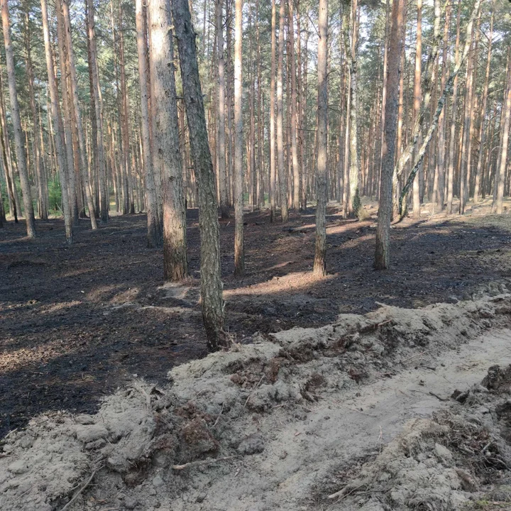 Pożar lasu na granicy powiatu krotoszyńskiego i milickiego