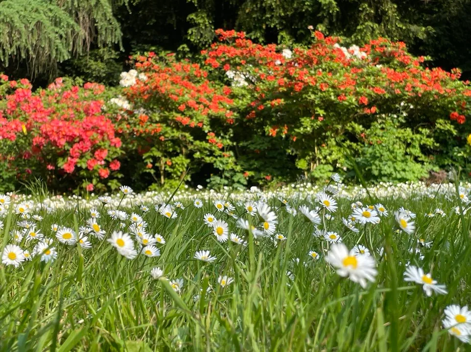 Arboretum Kórnickie