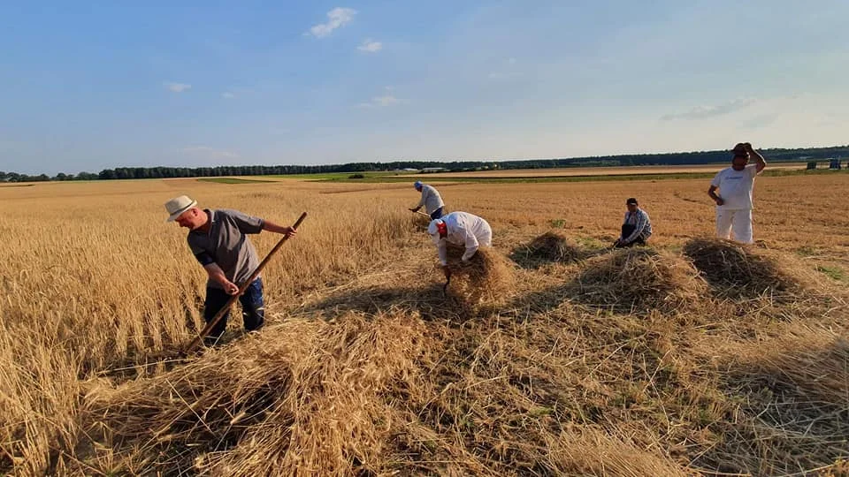 W Jedlcu zorganizowano wyjątkowe żniwa