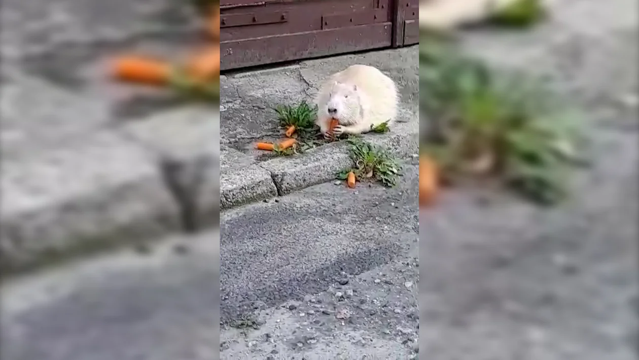 Nutria spaceruje po centrum Jarocina [WIDEO, ZDJĘCIA] - Zdjęcie główne