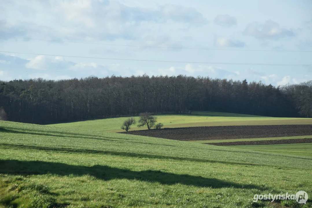 Gmina Gostyń po tzw. wspólnocie wsi Daleszyn przejęła las, grunty rolne i nieużytki, a także budynek mieszkalny
