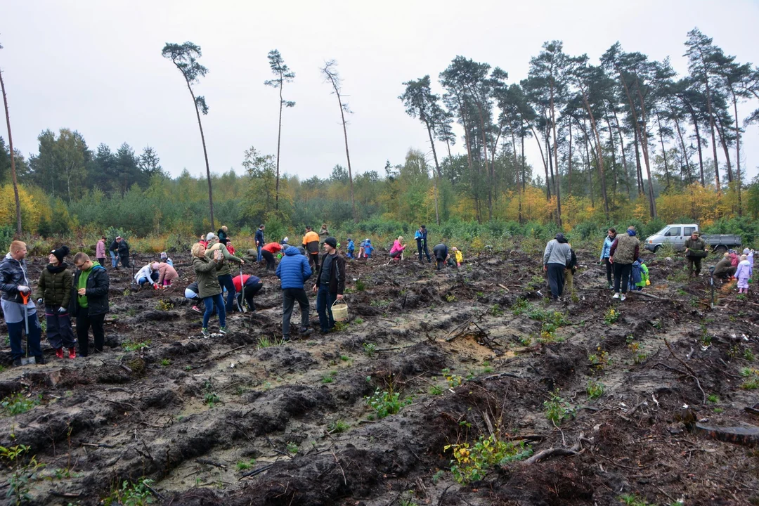 Kuklinów. Posadzili nowy las