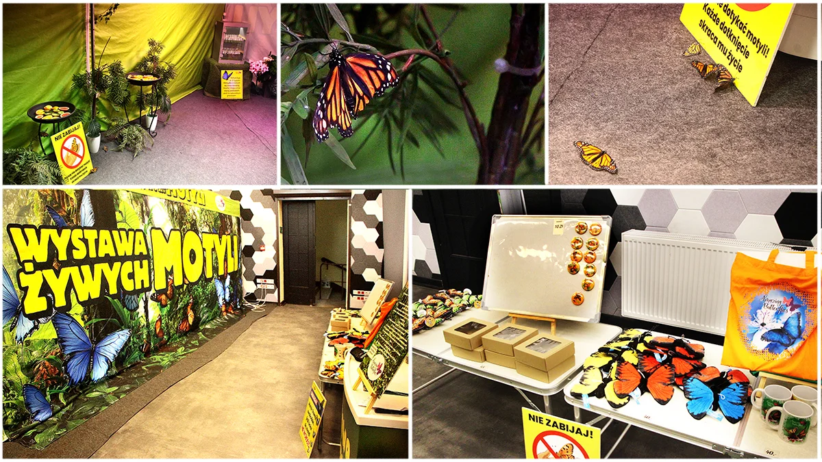 Niecodzienna, fascynująca wystawa w rawickim domu kultury - Zdjęcie główne