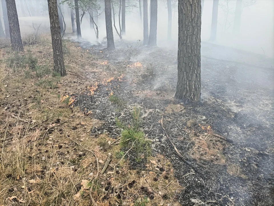Pożar lasu w gminie Pakosław